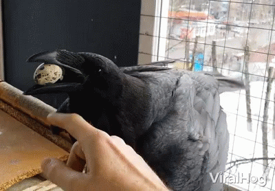 Pet Crow GIF - Pet Crow Egg GIFs