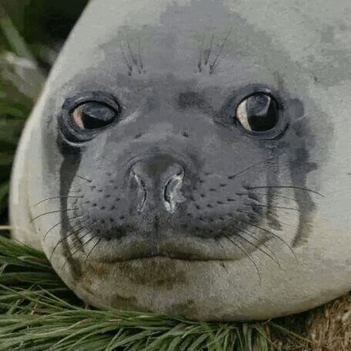 a close up of a seal 's face with a serious look on its face .