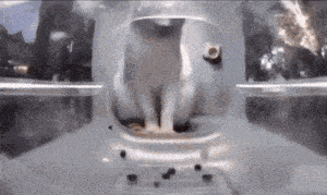a white cat is sitting in a clear container with a hole in it .
