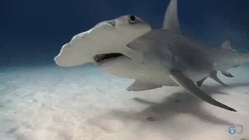 Shark Fish GIF - Shark Fish GIFs