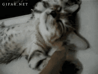 a cat is being petted by a person and the website gifak.net can be seen in the background