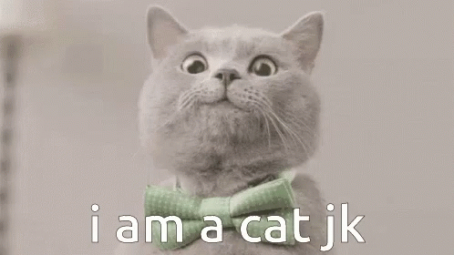 Smile Cat GIF - Smile Cat I Am A Cat GIFs