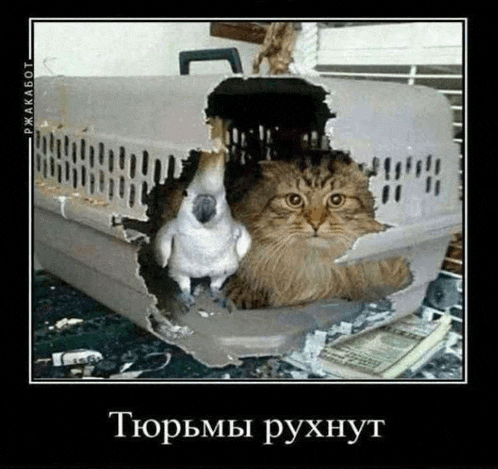 a cat and a parrot are in a carrier with russian writing