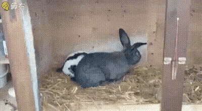 5seconds Cute GIF - 5seconds Cute Rabbits GIFs