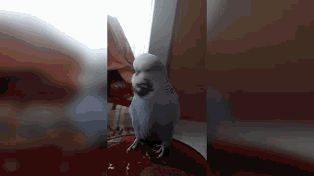 a blue and white parakeet standing on a red surface
