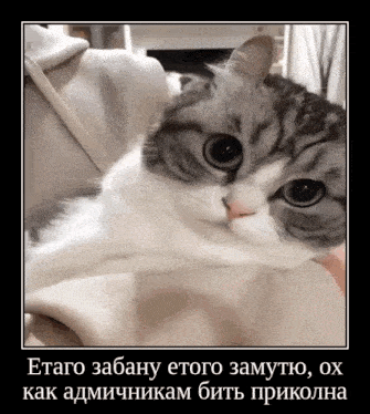 a cat laying on a person 's lap with a foreign language caption