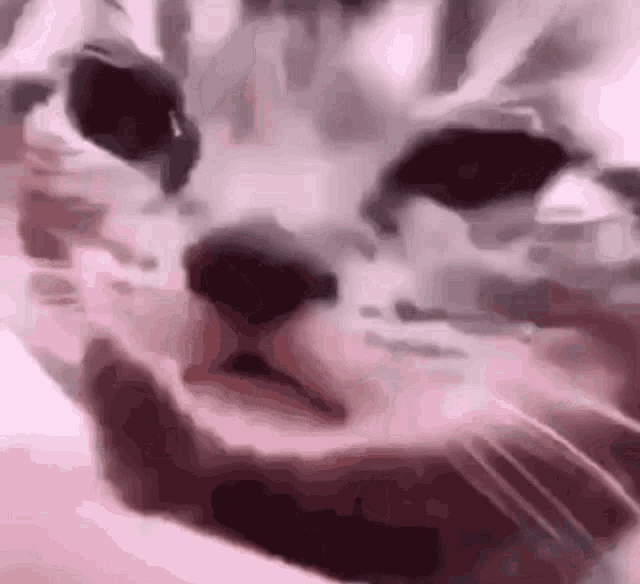 Sad Cat Cry GIF - Sad Cat Cry Crying GIFs
