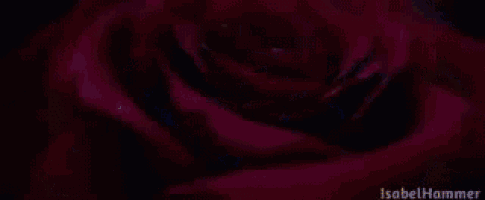 Emma Watson Belle GIF