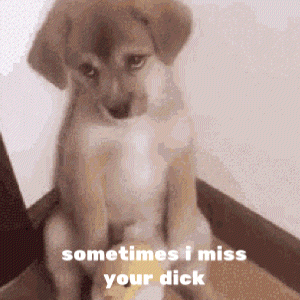 a puppy is sitting on a box with the words sometimes i miss your dick