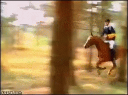 Horse Rodeo GIF - Horse Rodeo Funny Animals GIFs