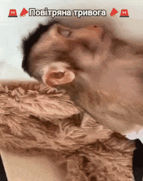 a monkey is laying on a couch with a caption in a foreign language that says " a "