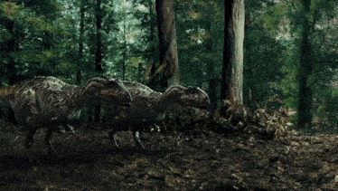 the sun shines through the trees in the woods