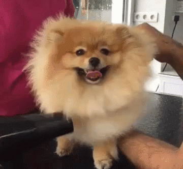 Who Is She GIF - Dog Pampered Spoiled GIFs
