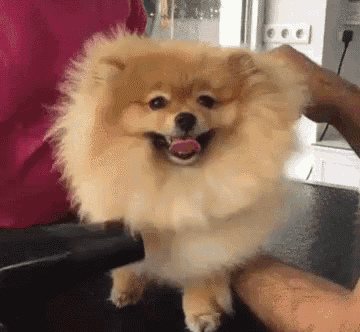 a pomeranian dog is being petted by a person on a table .