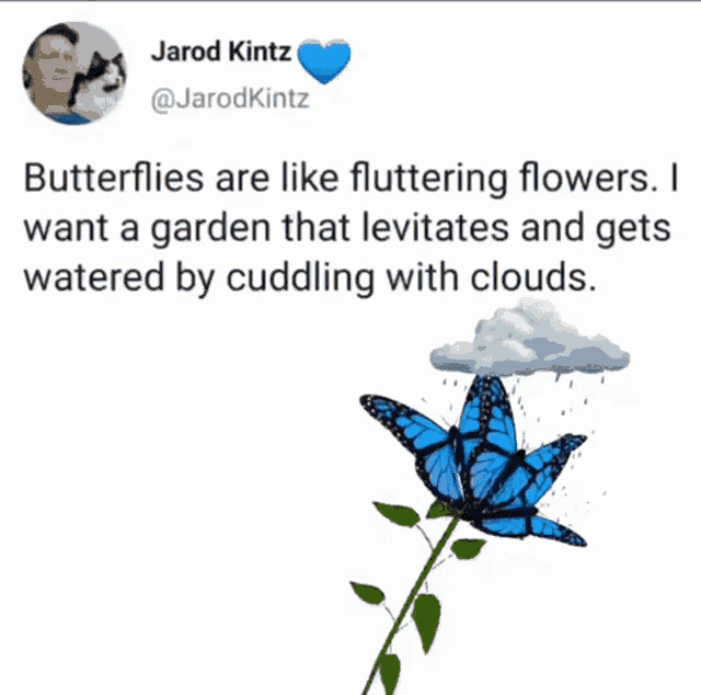a tweet by jarod kintz says butterflies are like fluttering flowers ..