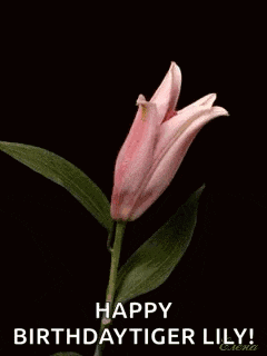 a pink lily with green leaves on a black background with the words `` happy birthday tiger lily '' .