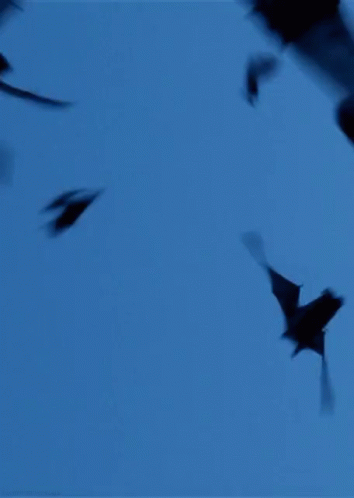 Bats Swarming GIF - Bats Swarming Bat GIFs