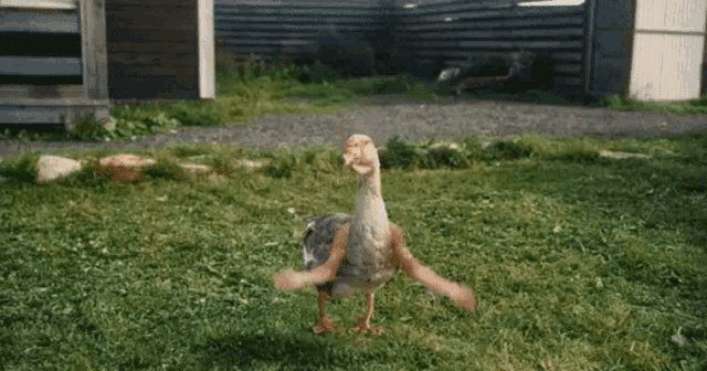 Dancing Duck GIF - Dancing Duck Animal GIFs