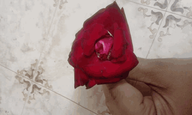 a person holds a red rose in their hand