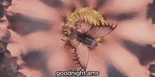 a butterfly is sitting on top of a flower with the words goodnight ams written below it .