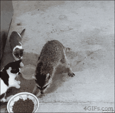 Cookindao Raccoon GIF - Cookindao Raccoon Stealing GIFs