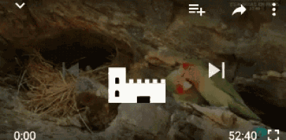 a castle with a red roof is on a screen with a parrot in the background