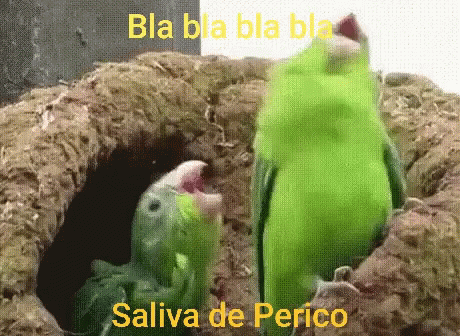 Saliva De Perico Blah GIF - Saliva De Perico Blah Bird GIFs