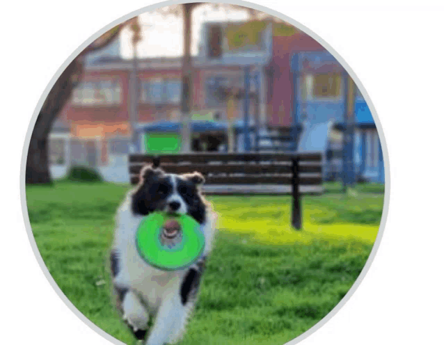 a dog running with a frisbee in its mouth