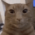 a close up of a cat 's face with a blurry background .