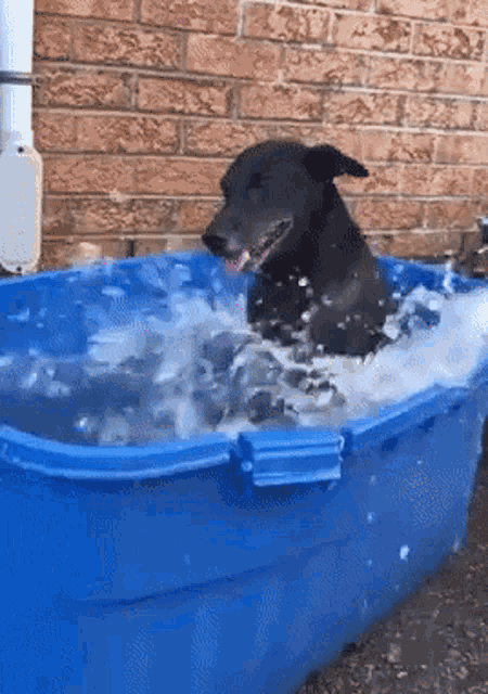 Swimming Water GIF - Swimming Water Dog GIFs