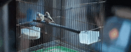 two birds are sitting on a perch in a wire cage .