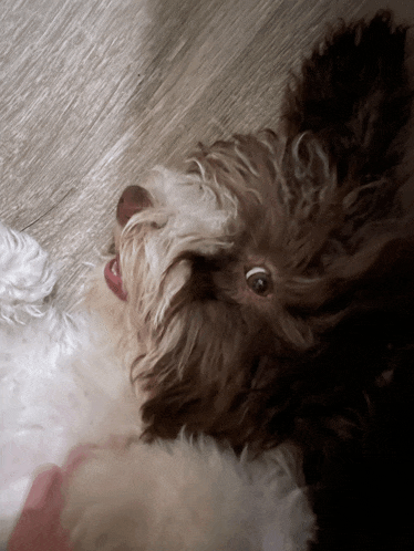 a brown and white dog with its tongue hanging out