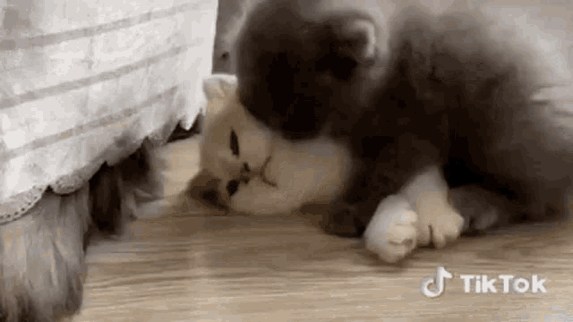 a kitten is laying on the floor next to another kitten .
