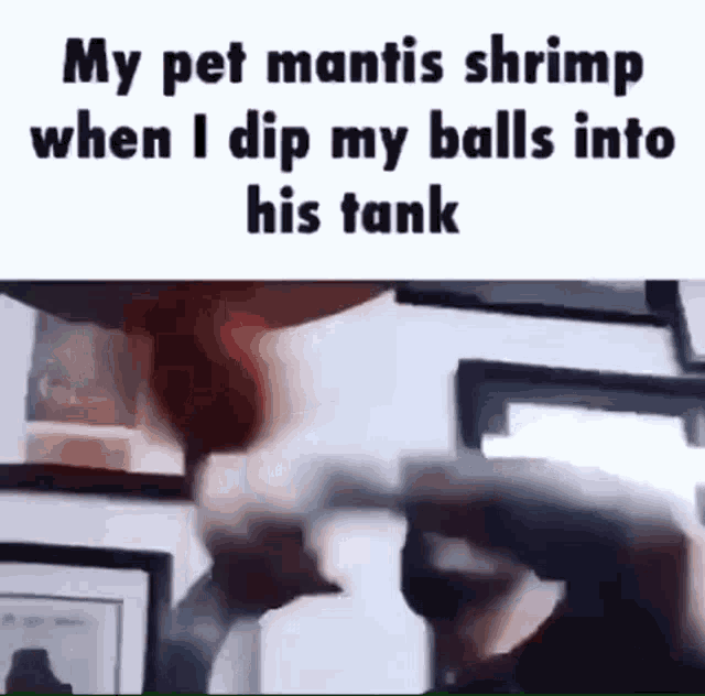 Balls Mantis Shrimp GIF - Balls Mantis Shrimp Punkcing Bag GIFs