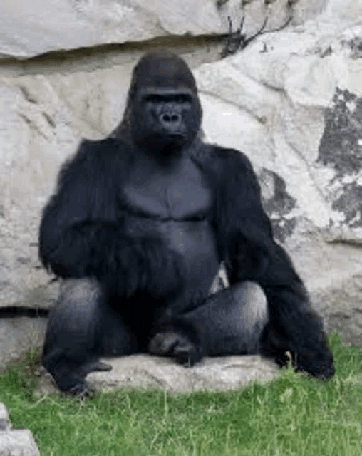 a gorilla is sitting on a rock in the grass in front of a rock wall .