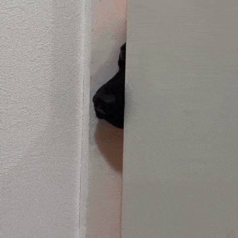 a close up of a dog 's nose sticking out from behind a door