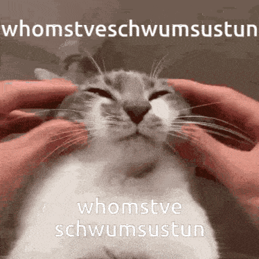a cat with its eyes closed is being petted by a person with the words whomstveschwumsustun above it