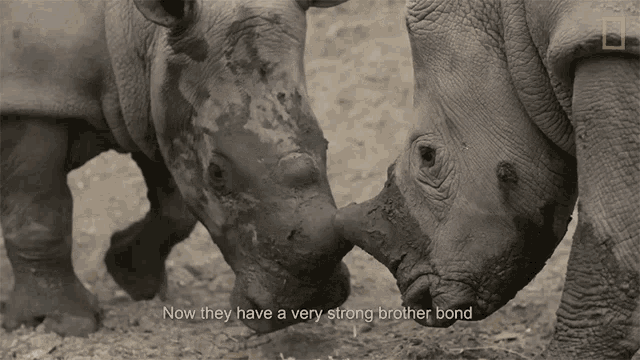 Now They Have A Strong Brother Bond Meet Six Rescued Rhinos That Survived Poaching GIF - Now They Have A Strong Brother Bond Meet Six Rescued Rhinos That Survived Poaching Bonding GIFs