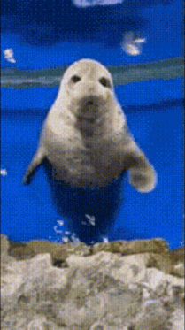 a seal is standing on its hind legs in a pool