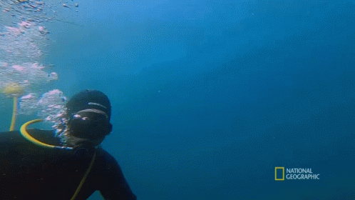 Diving Gordon Ramsay GIF - Diving Gordon Ramsay Crayfish Hunting In Tasmania GIFs