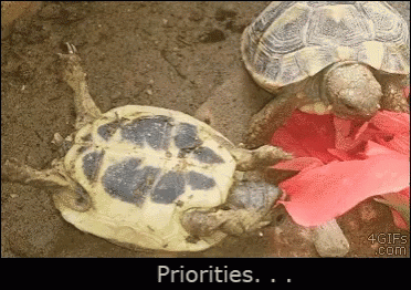 Priorities Food GIF - Priorities Food Turtle GIFs