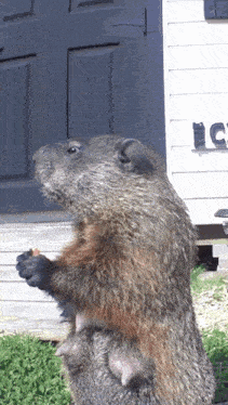 a ground squirrel standing in front of a house that has the letter c on the side
