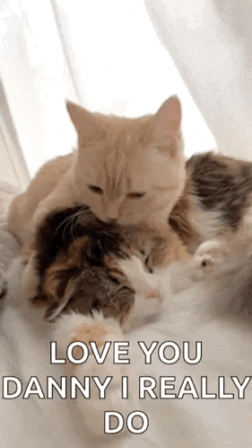 two cats are laying on top of each other with the words `` love you danny i really do ''