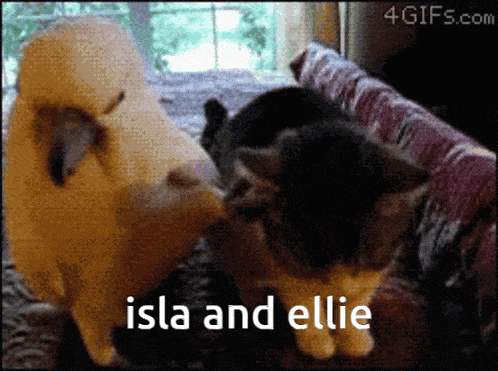 a picture of two cats with the words isla and ellie on the bottom