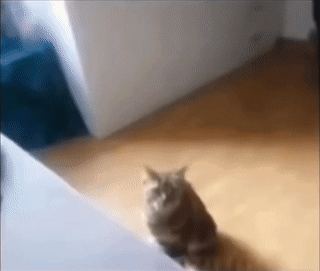 Cat Disconnected GIF - Cat Disconnected Low Battery GIFs