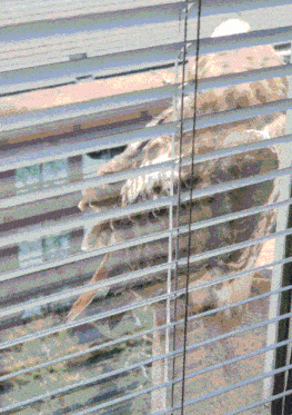 a bird is perched on a window sill with blinds