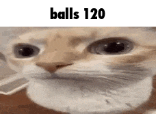 a close up of a cat 's face with the words balls 120 below it .