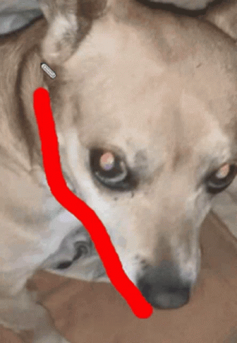 Brownie Dog GIF - Brownie Dog Meme GIFs