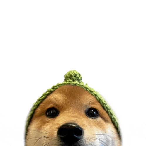 a dog wearing a green hat with the word hey written above it