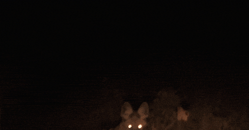 a blurred image of a fox with glowing eyes in the dark